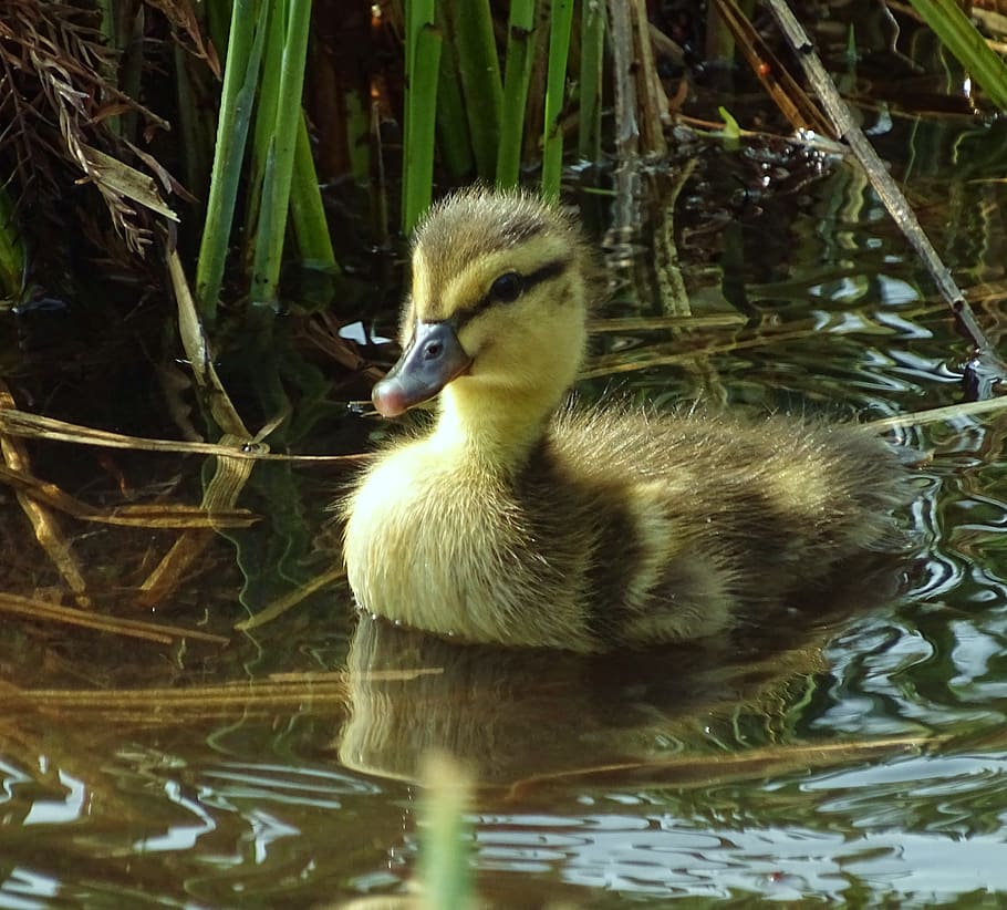 animals, ducks, water, small, pond, bird, animal themes, animal wildlife HD wallpaper