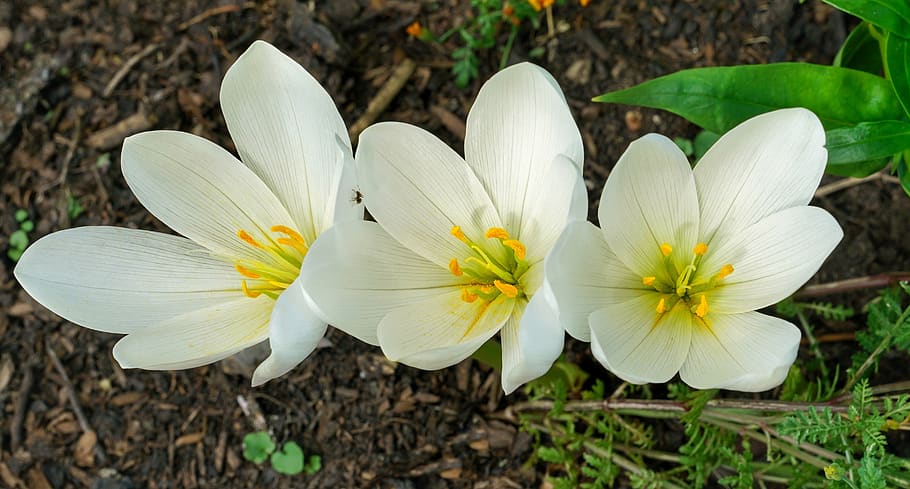 while, crocus, bright, colour, winter, flower, nature, flora HD wallpaper