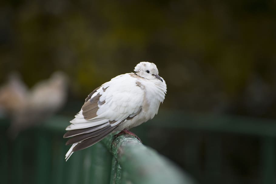 Pigeon, Bird, Fly, Dove, Nature, Animal, white, wing, feather HD wallpaper