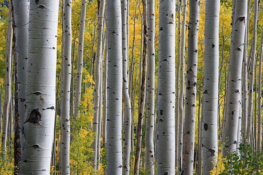 photo of white and black forest, birch trees, trunks, pattern HD wallpaper