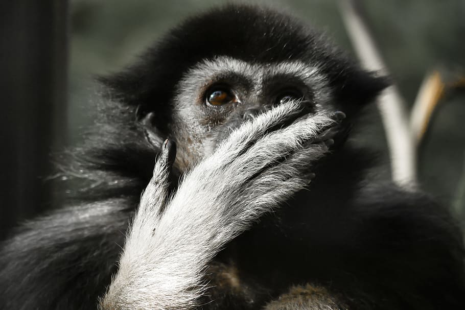 close view of primate, animal, monkey, gibbon, mammal, thoughtful