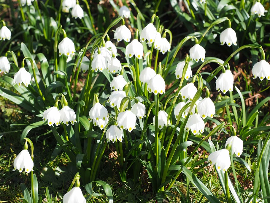 snowflake, flowers, spring, spring flower, fruehlingsknotenblume HD wallpaper
