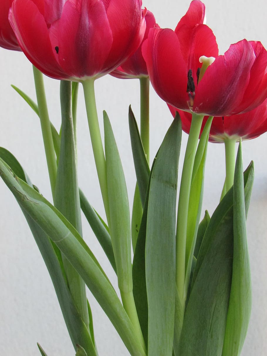 flowers, tulips, red, spring, blossom, color, romantic, natural HD wallpaper