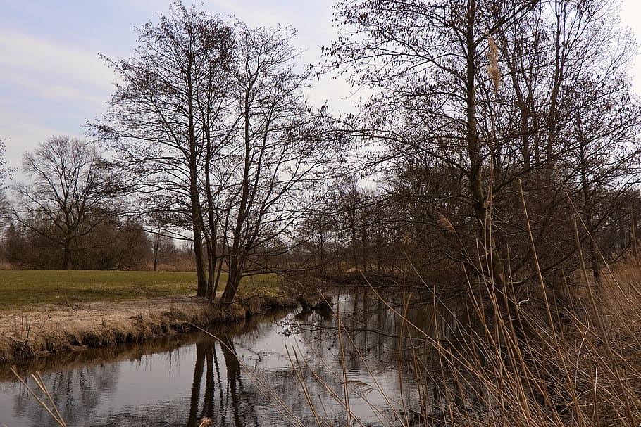 nature, tree, landscape, water, plant, tranquility, sky, beauty in nature HD wallpaper