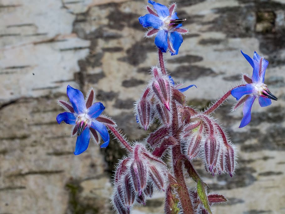 flower, spring, background, blue, birch bark, flowering plant HD wallpaper