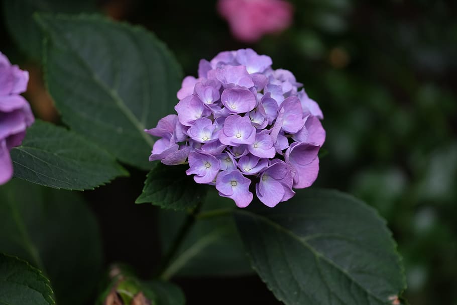Hydrangea, Flower, Garden, summer, blossom, bloom, nature, plant HD wallpaper