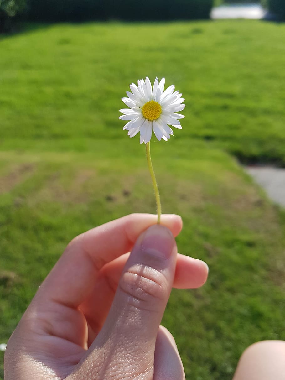 flower, nature, daisy, human hand, human body part, flowering plant HD wallpaper