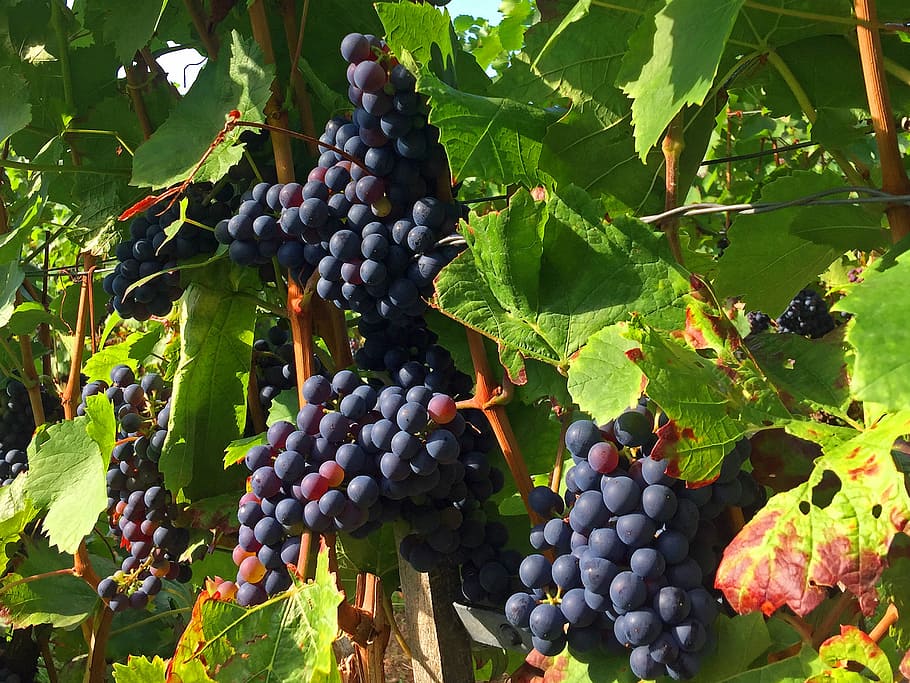 Grapes, Vineyard, Rebstock, blue grapes, vintage, fruit, autumn, HD wallpaper