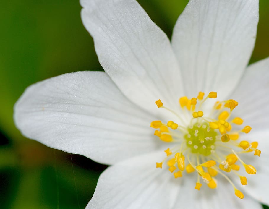 anemone, white, forest, spring, blossom, bloom, flowers, wood anemone HD wallpaper