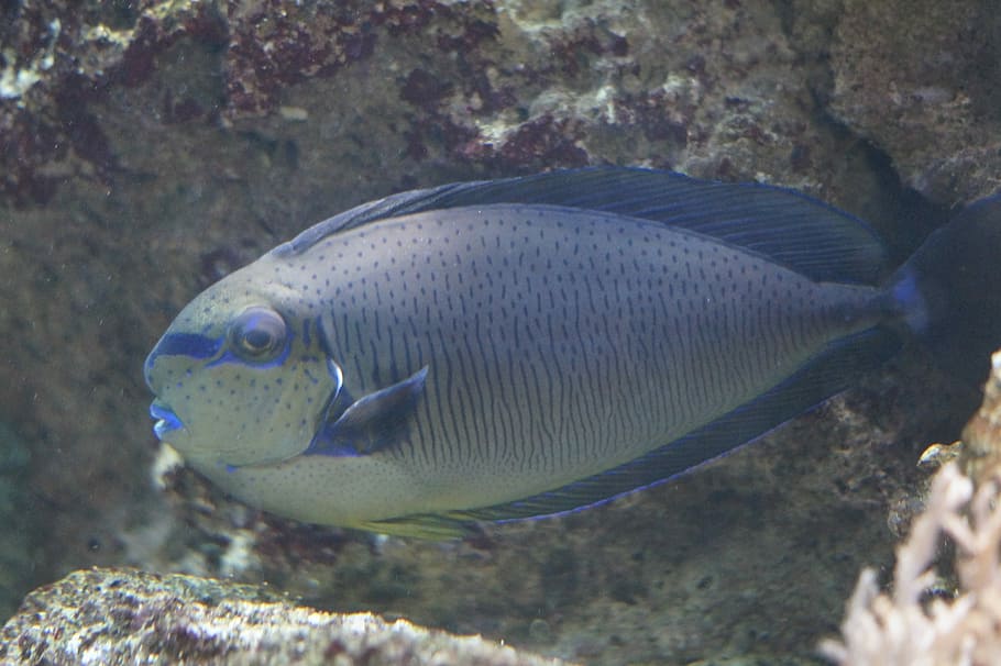 saltwater tang fish, Triggerfish, Aquarium, water creature HD wallpaper
