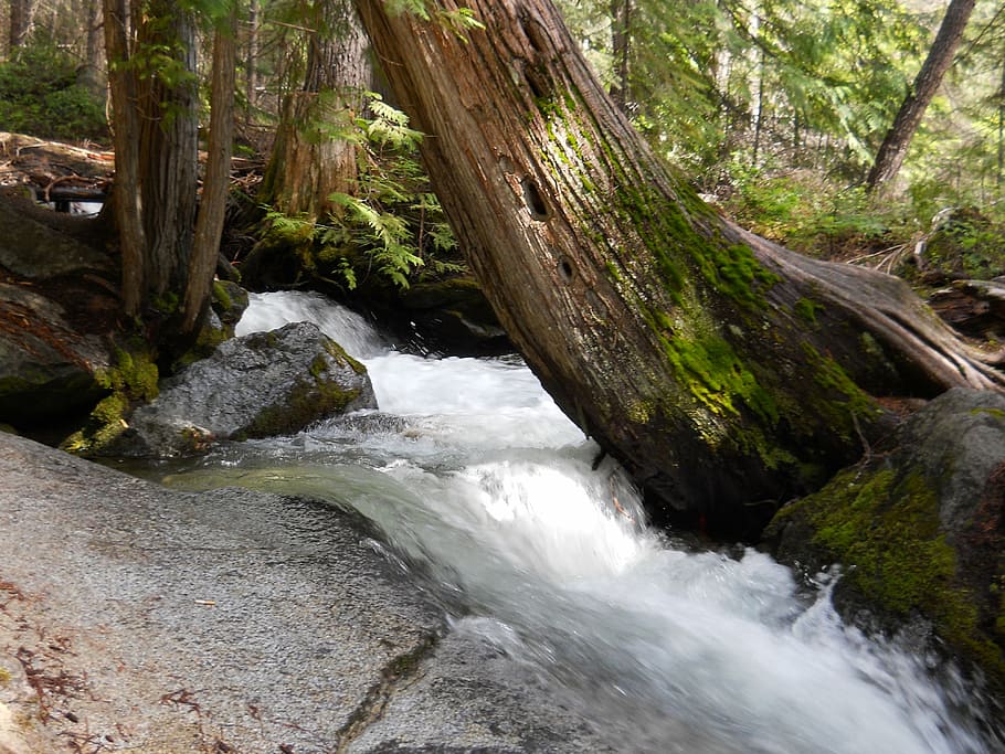 river, water, tree, woods, nature, silver falls, washington HD wallpaper