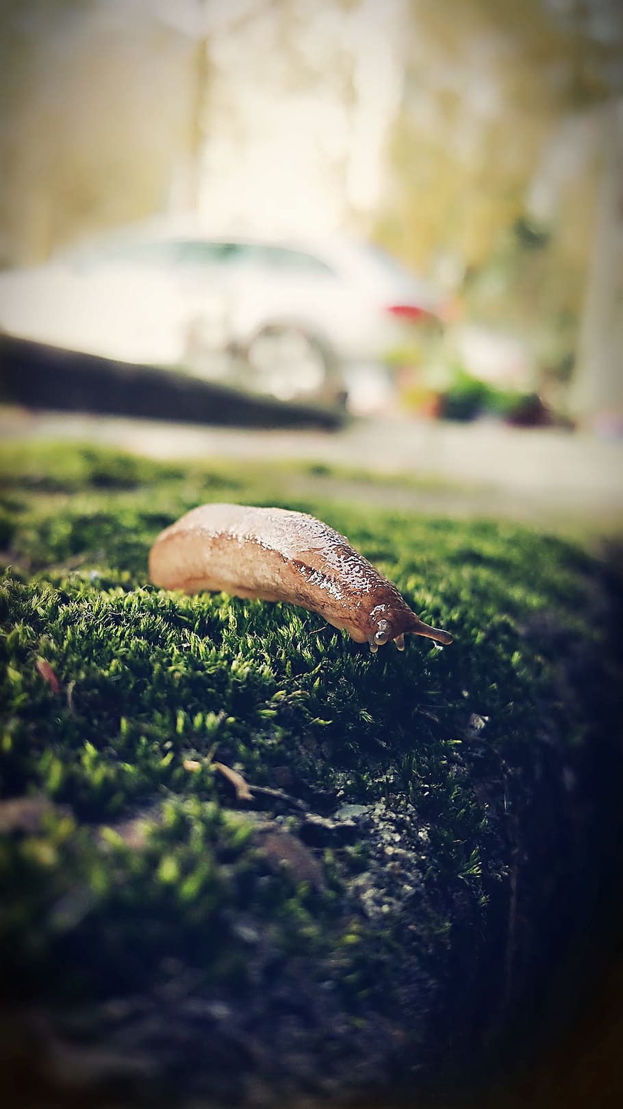 Slugs, Insect, green, mushroom, fungus, nature, vegetable, toadstool HD wallpaper