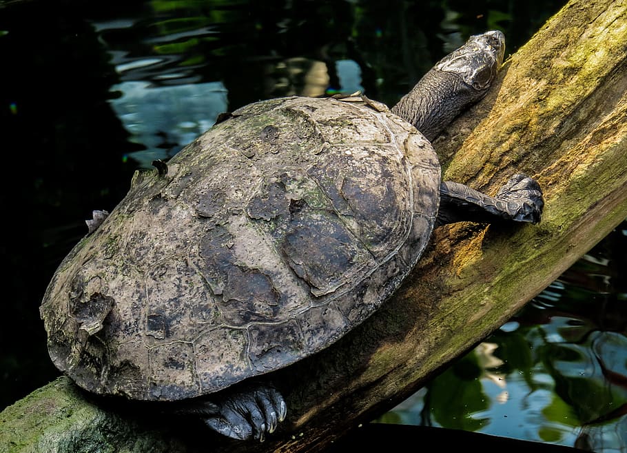 turtle, water, panzer, tortoise shell, log, animals in the wild HD wallpaper