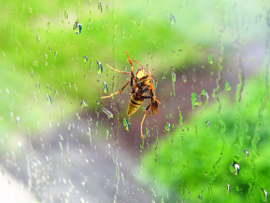 bee, wasp, window, rain, bug, insect, animal themes, animal wildlife HD wallpaper