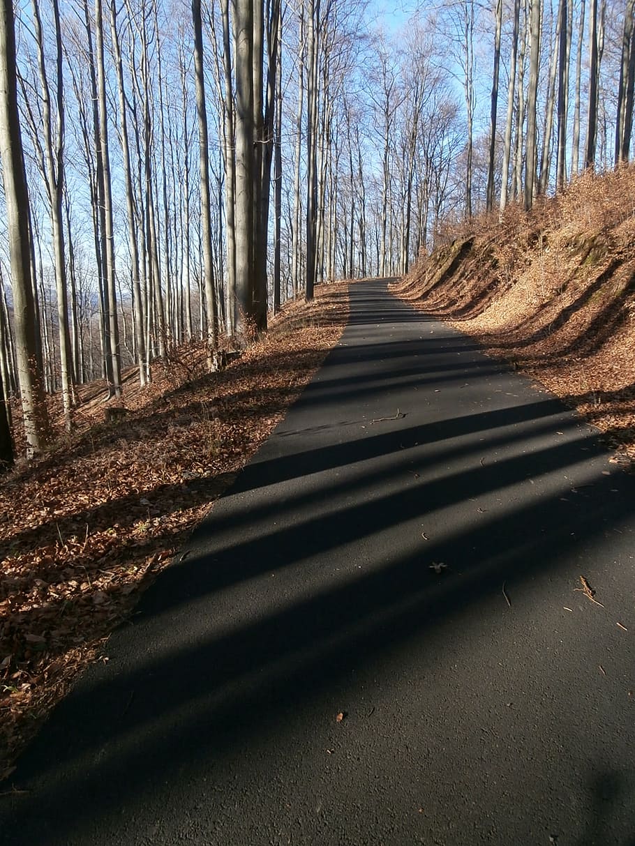 forest, nature, beech forest, light, shadow, path, tree, road HD wallpaper