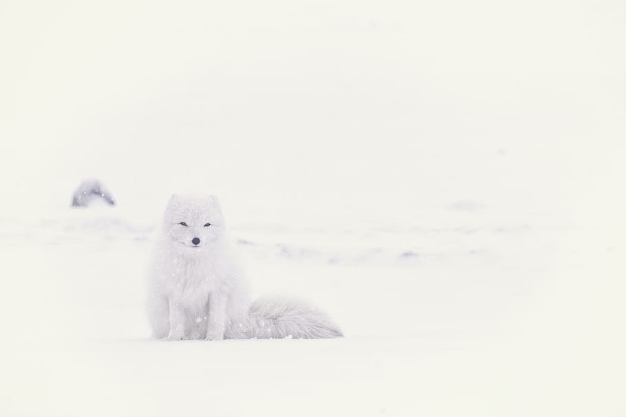 white husky on snowfield, white wolf in middle of snow field HD wallpaper