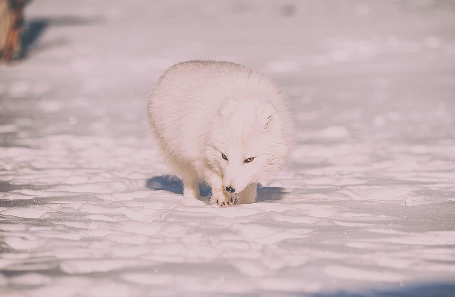 wildlife photography of white fox, arctic fox during daytime, HD wallpaper