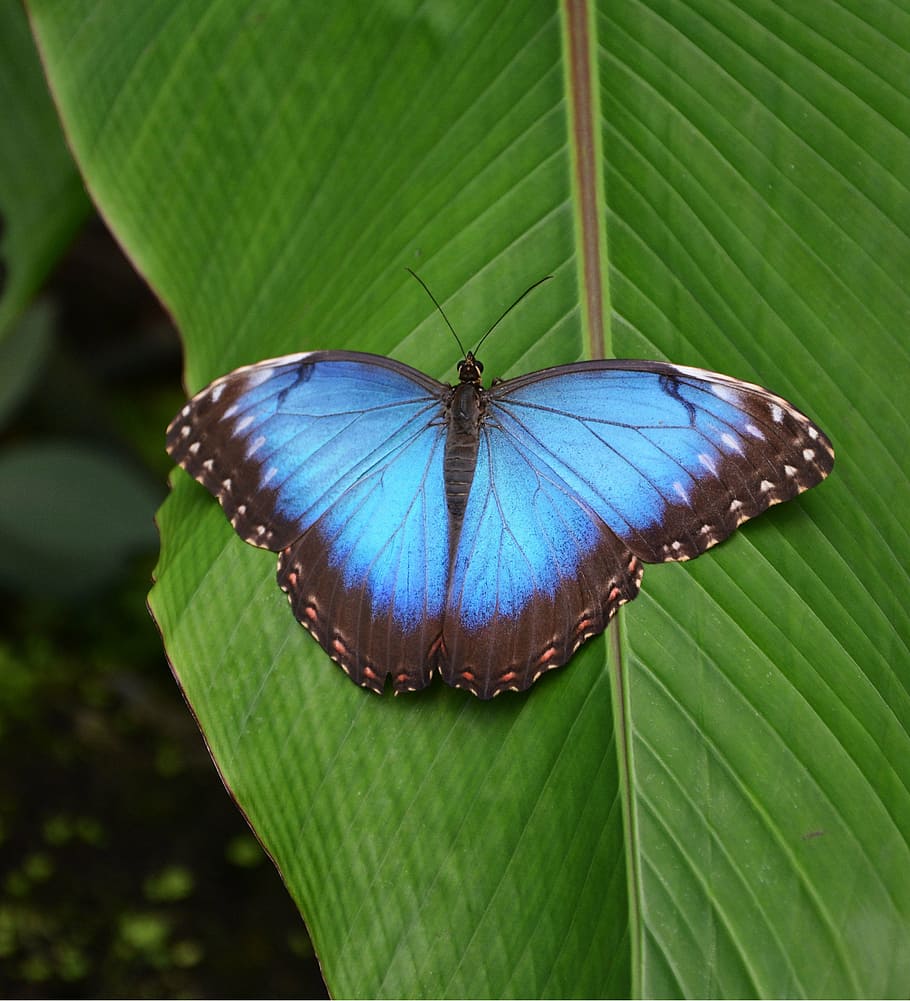 butterfly, tropical, blue, bright, butterfly house, tropical house, HD wallpaper