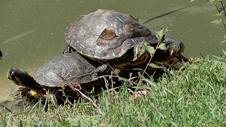 Turtles, Reptile, Animals, tortoise, grass, tortoise shell HD wallpaper