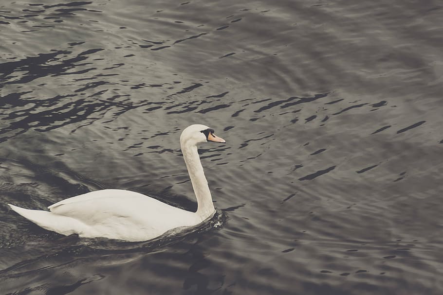 animal, bird, elegance, pond, sea, swan, tranquil, water, waterfowl HD wallpaper