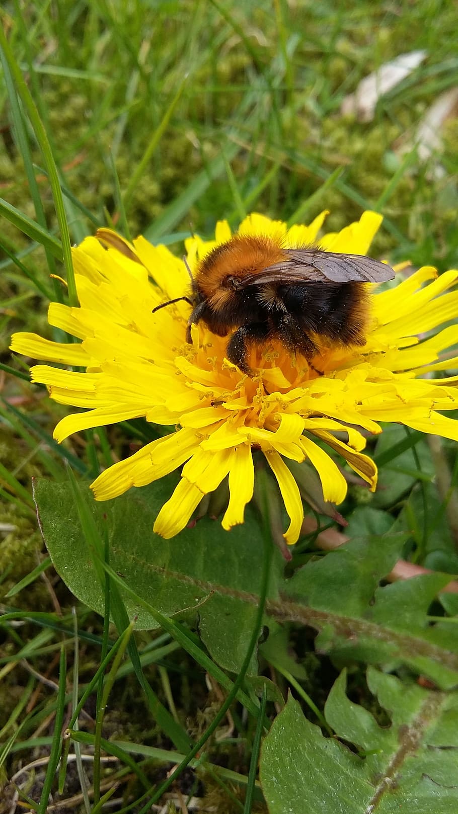 bee, dandelion, flower, flowering plant, animal themes, invertebrate HD wallpaper