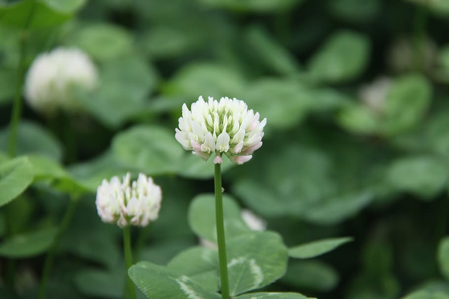 clover, outdoor, small fresh, nature, plant, flower, petal HD wallpaper