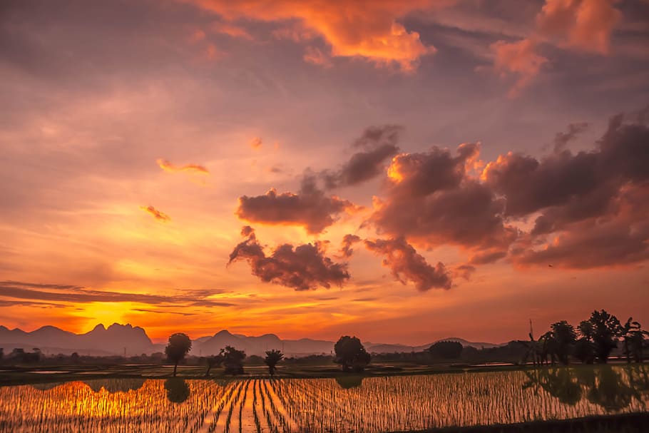 lanskape, rice fields, padi, cloud, sunset, sky, beauty in nature, HD wallpaper