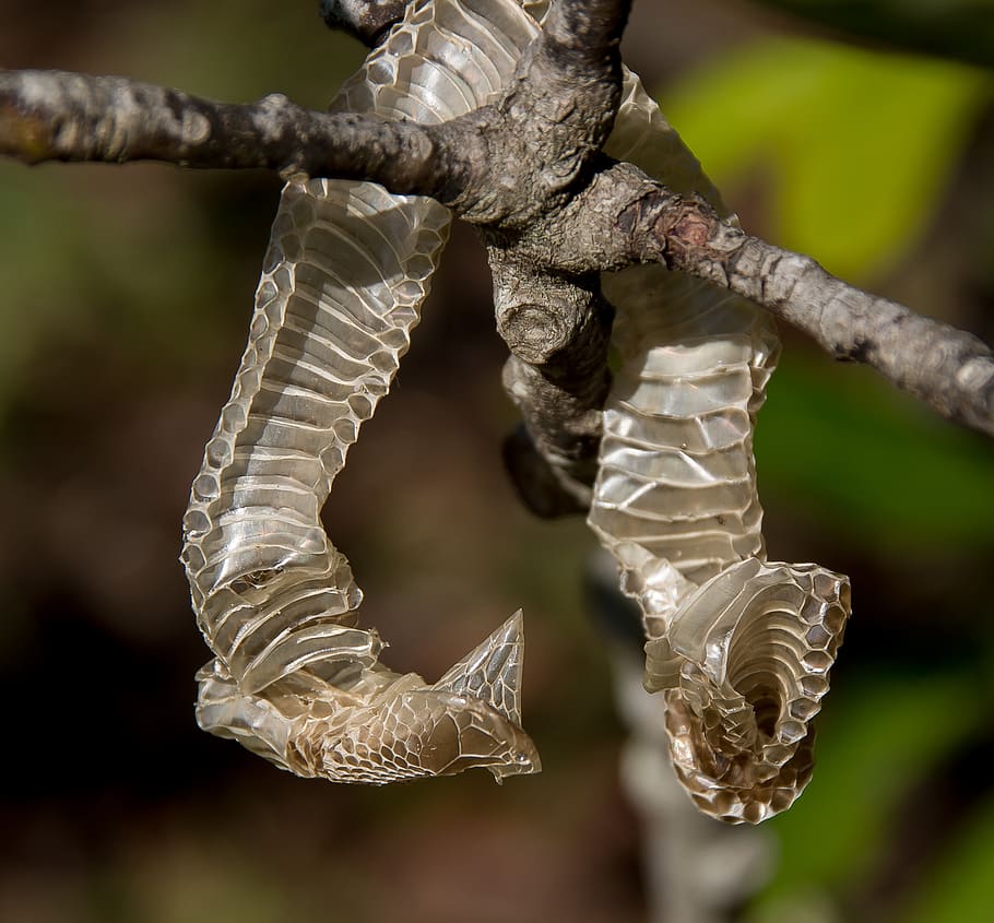 snakeskin, pattern, tree, old, discarded, close-up, focus on foreground HD wallpaper