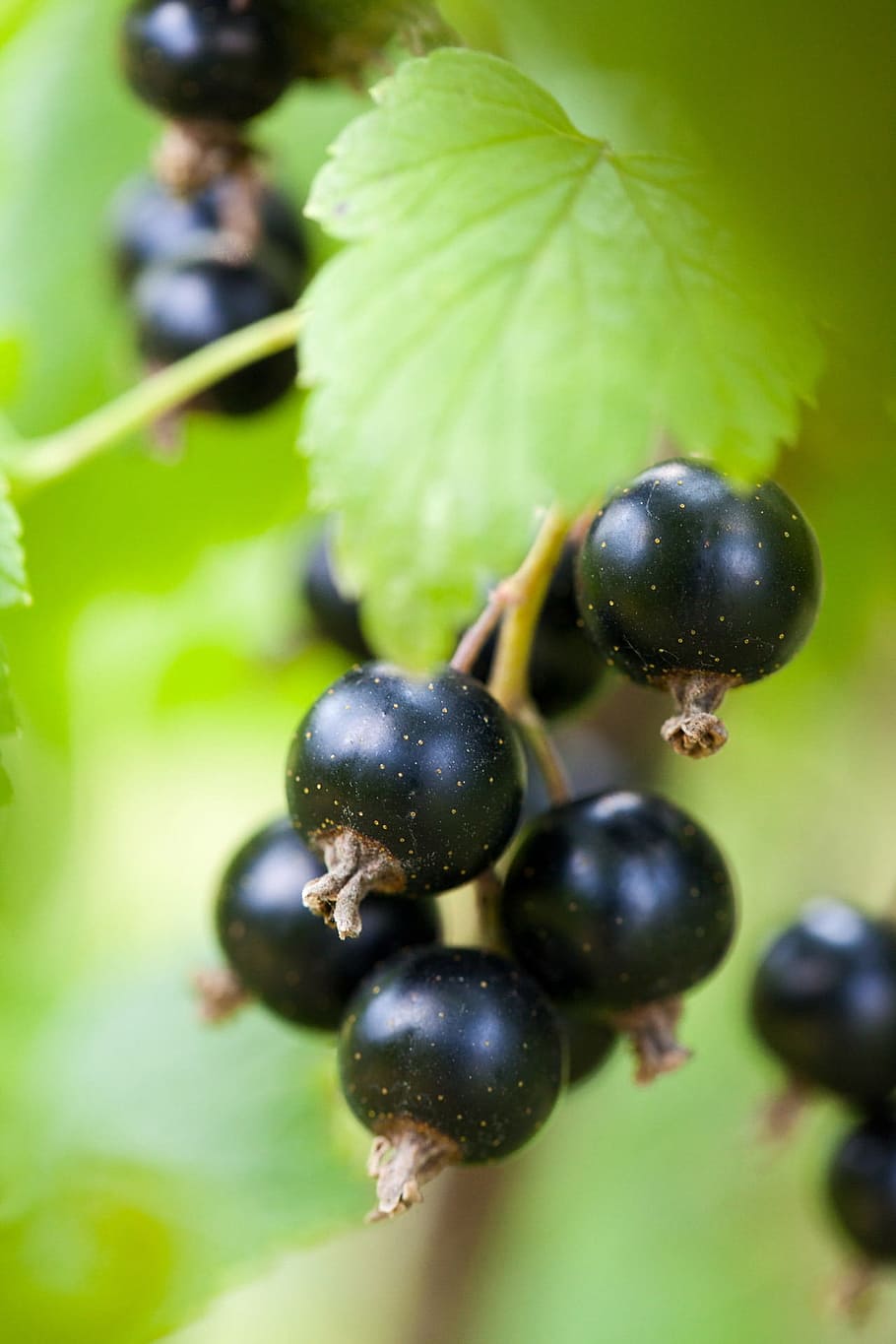 round black fruits, berry, black currant, blackcurrant, bunch, HD wallpaper