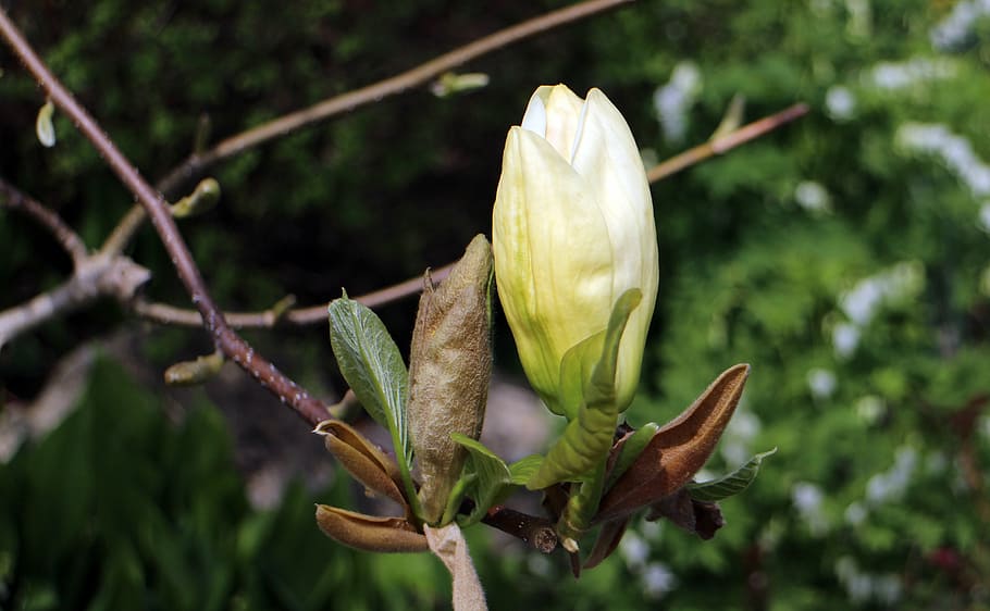 bud, blossom, bloom, spring, tree, white blossom, plant, close-up HD wallpaper