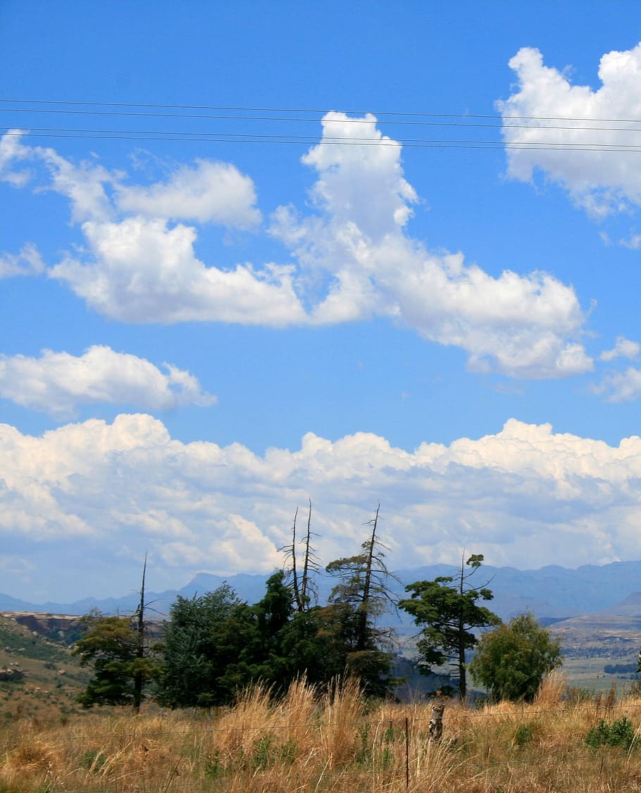Sky, Blue, Clouds, Veld, Grass, Trees, veld and sky, cloud - sky HD wallpaper