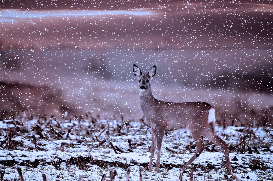 roe deer, wild, animal, damm wild, animal world, winter, snow, HD wallpaper