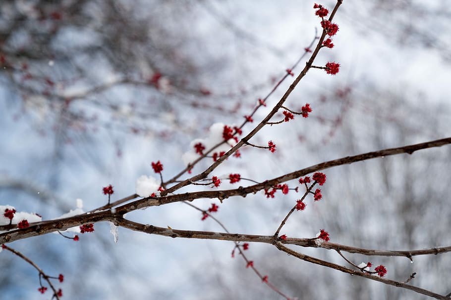 Spring Plus Snow, selective focus photography of red cherry blossom tree HD wallpaper