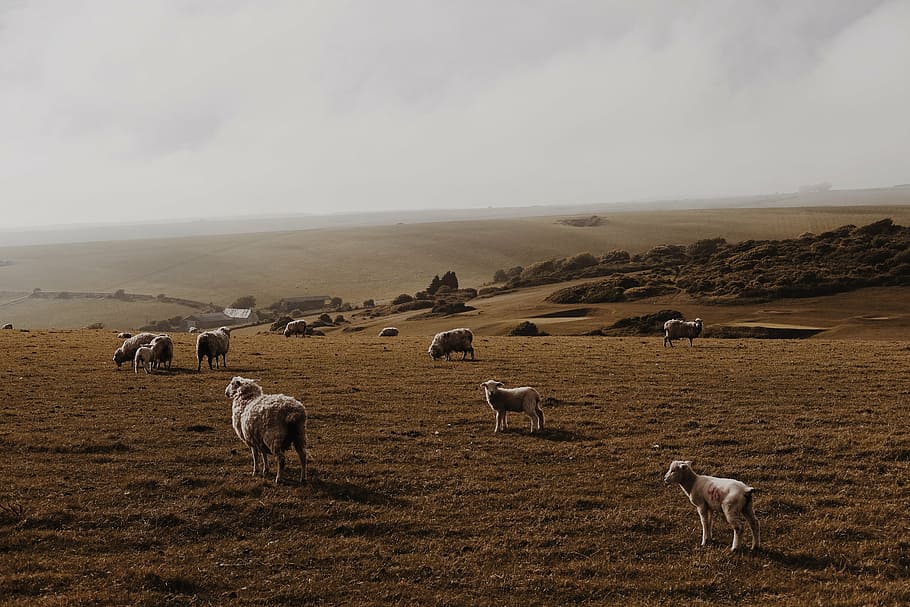 group of animal on brown sand platform during daytime, sheep HD wallpaper