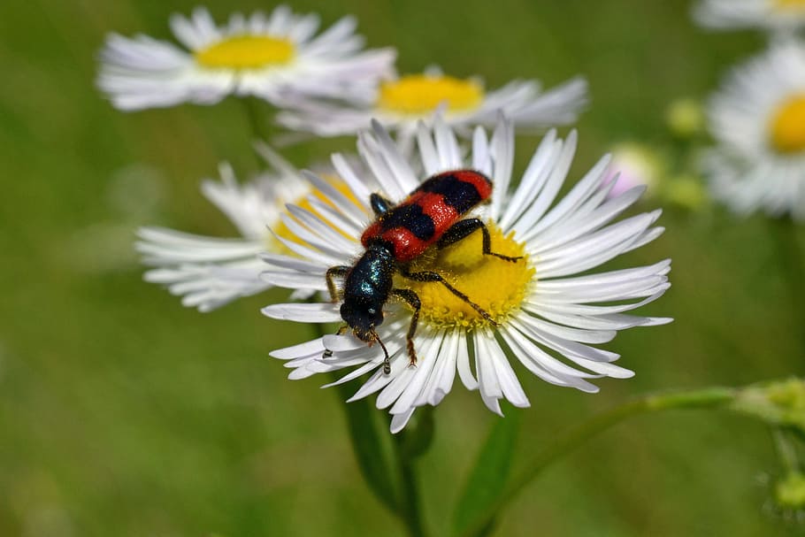 immenkäfer, daisy, trichodes apiarius, immenwolf, bee wolf HD wallpaper