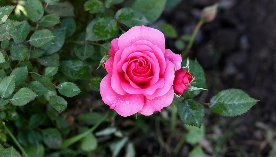 rose, pink, rain, drops, plant, beauty in nature, flowering plant HD wallpaper