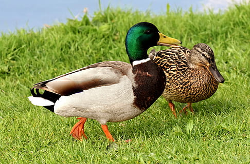 brown mallard duck on green grass, ducks, pair, mallards, colorful HD wallpaper