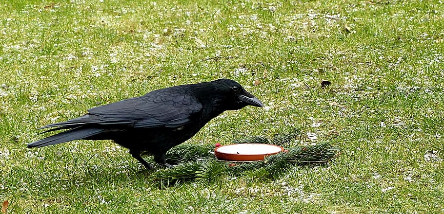 bird, crow, corvidae, garden, foraging, animal themes, grass HD wallpaper