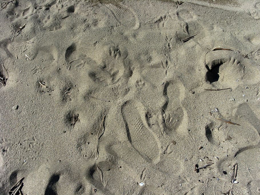 sand, footprint, trace, mark, alone, shore, imprint, beach HD wallpaper