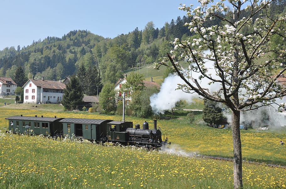 dvzo, steam locomotive, steam train, neuthal, nostalgia, special crossing, HD wallpaper