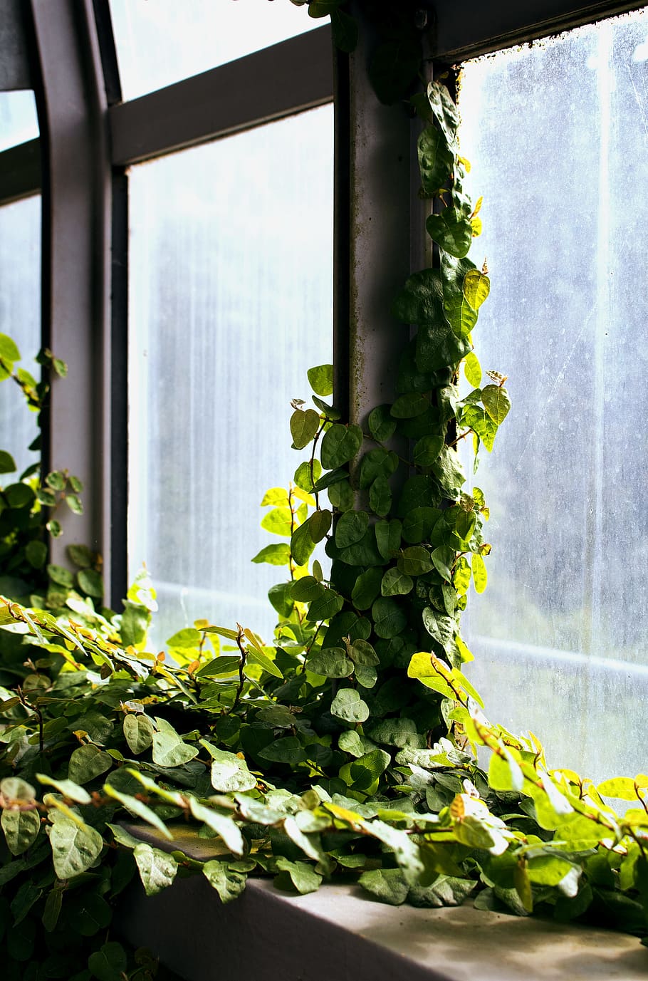 green vine, green leafed plant on window, climbing plant, leaves