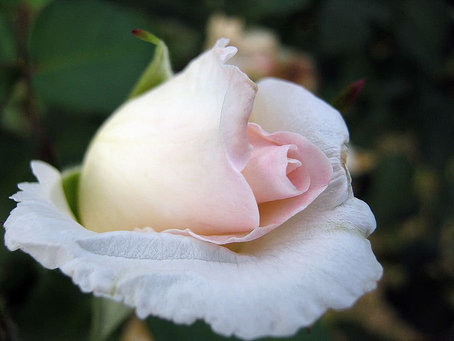 flower, spring, rose, plant, close-up, freshness, flowering plant HD wallpaper