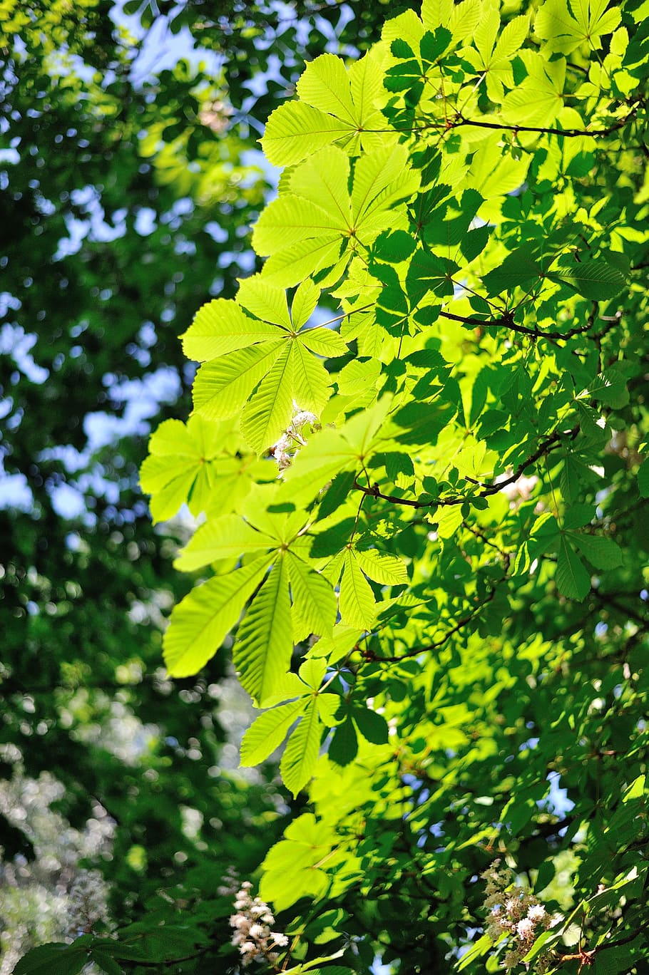 chestnut, tree, may, leaves, ukraine, nature, kiev, plant, green color, HD wallpaper