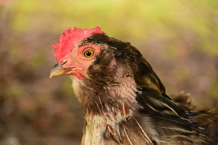 hen, chicken, poultry, head, close, eyes, bill, view, summer HD wallpaper