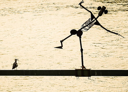 silhouette of man and bird perching on cable artwork, fun, dance HD wallpaper