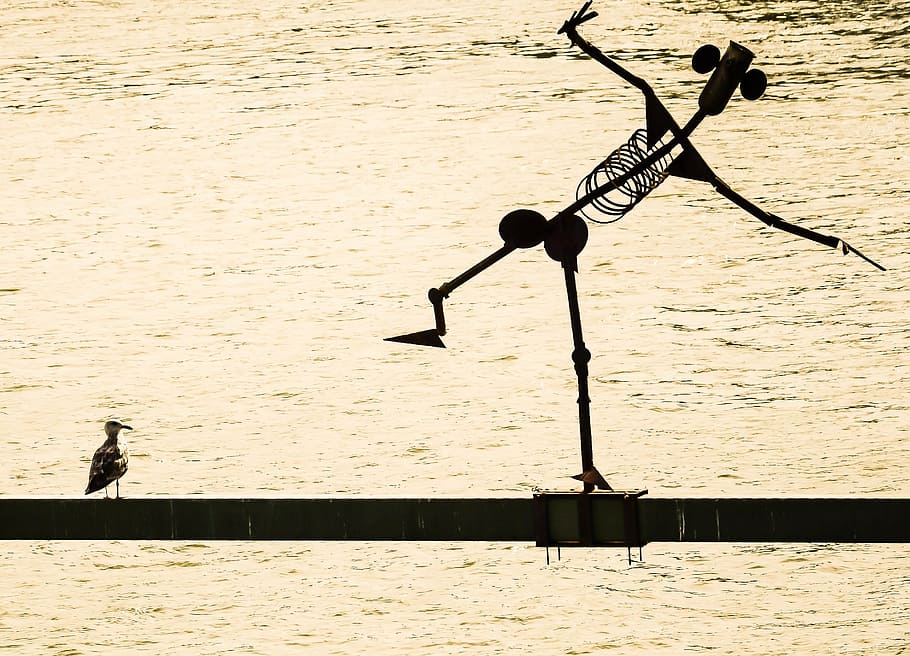 silhouette of man and bird perching on cable artwork, fun, dance HD wallpaper