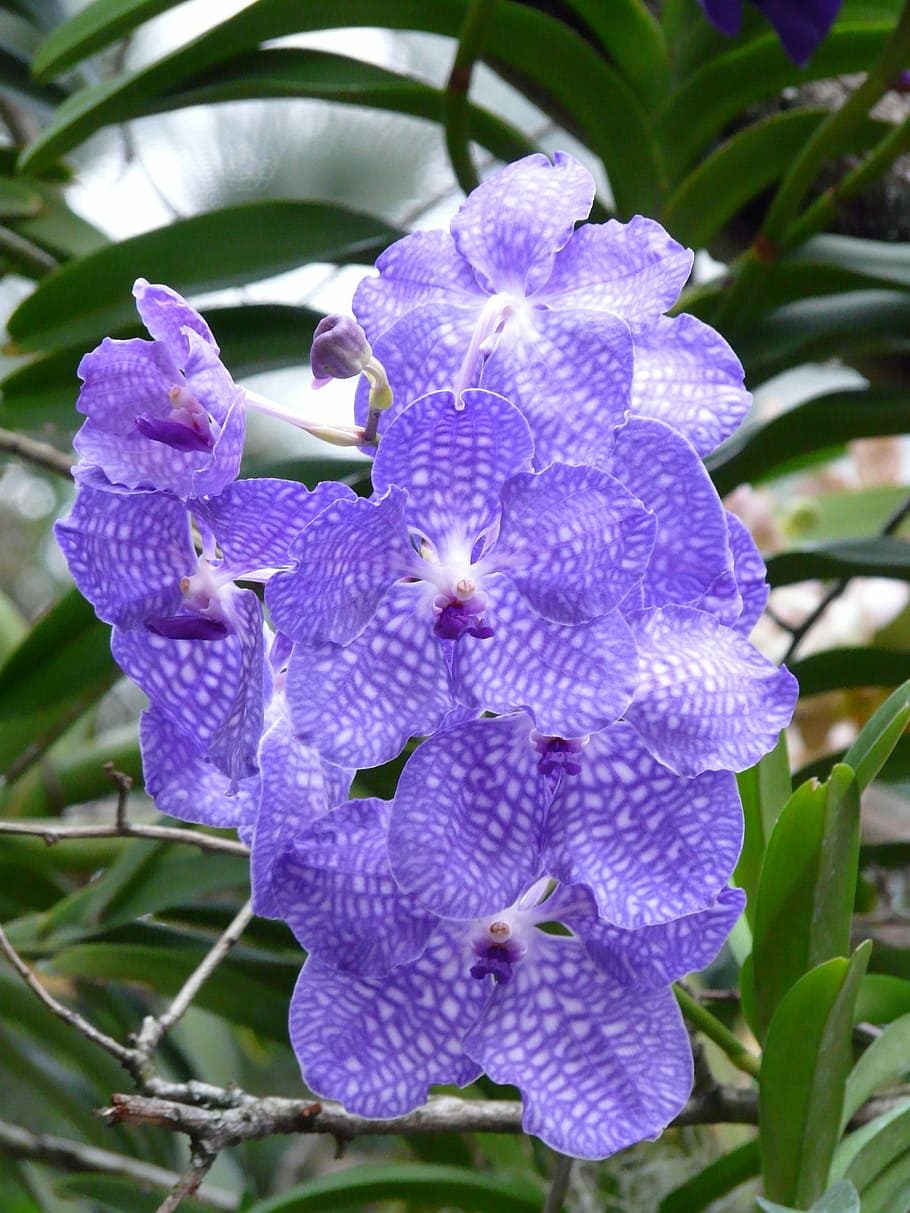 Orchid, Blue, Flower, blue vanda orchid, blossom, bloom, plant, HD wallpaper