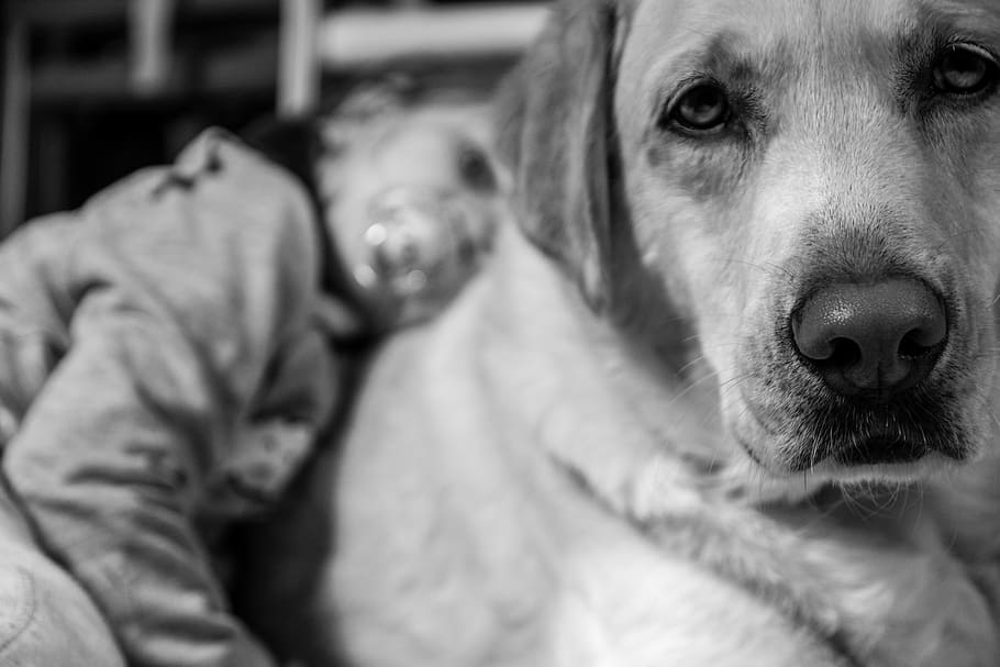 shallow focus photography of Labrador retriever, dog, baby, animal, HD wallpaper