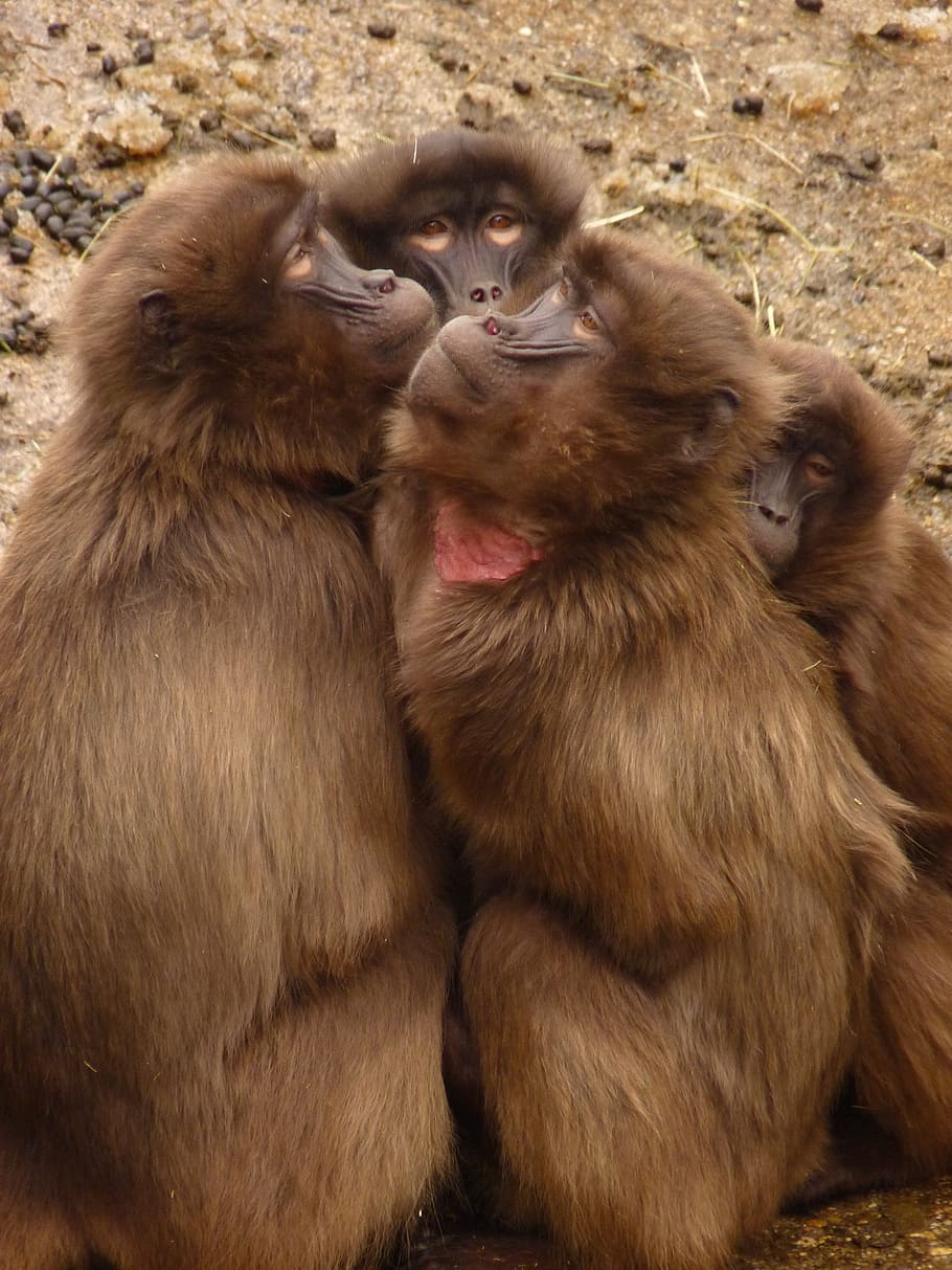 baboon, monkey, animal, creature, group of animals, mammal HD wallpaper