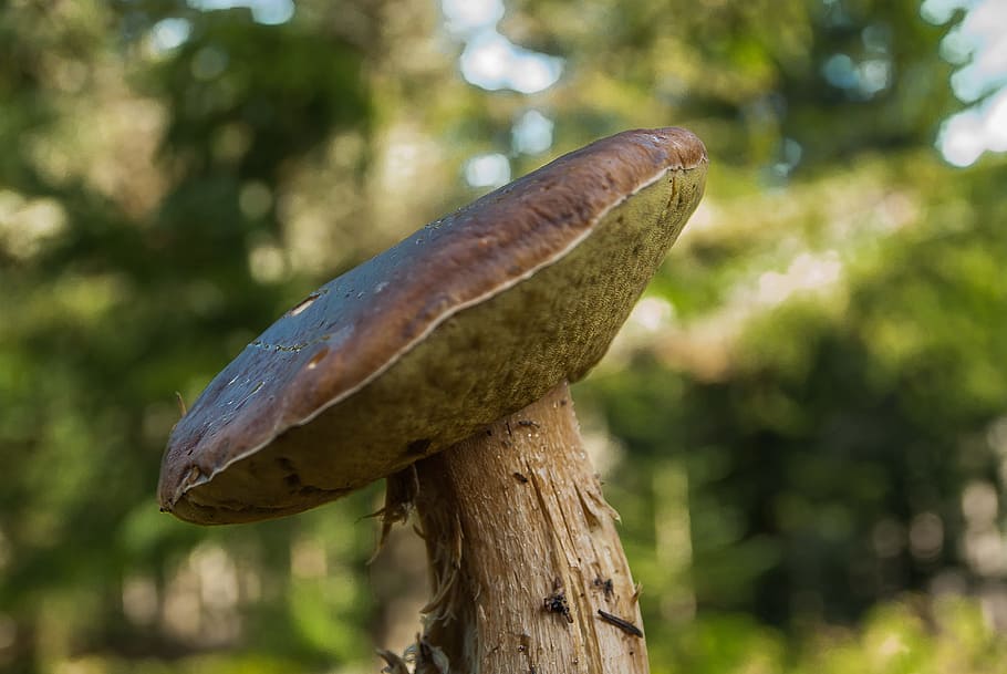 fungus, cep, forest, fall, pick, animal, animal themes, one animal HD wallpaper
